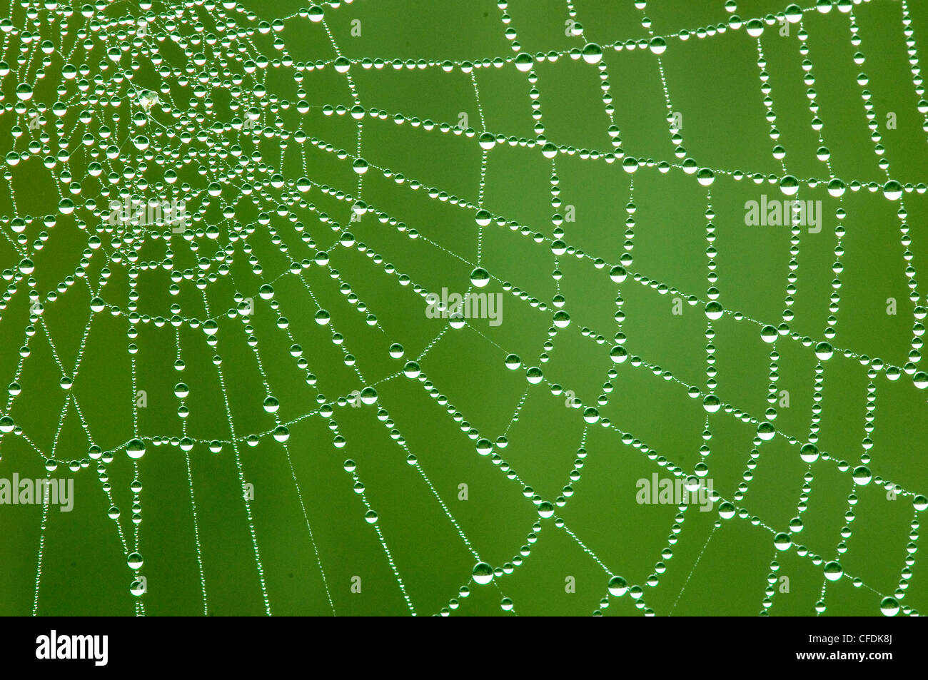 Tau-beschichtete Kugel Spinnennetz, Okanagan Valley, südlichen British Columbia, Kanada Stockfoto