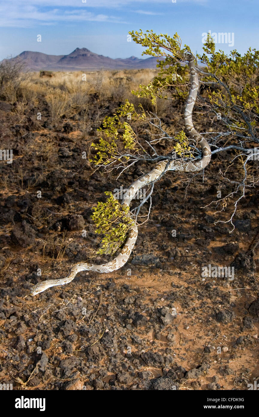 Westlichen Leier Schlange Trimorphodon biscutatus Stockfoto