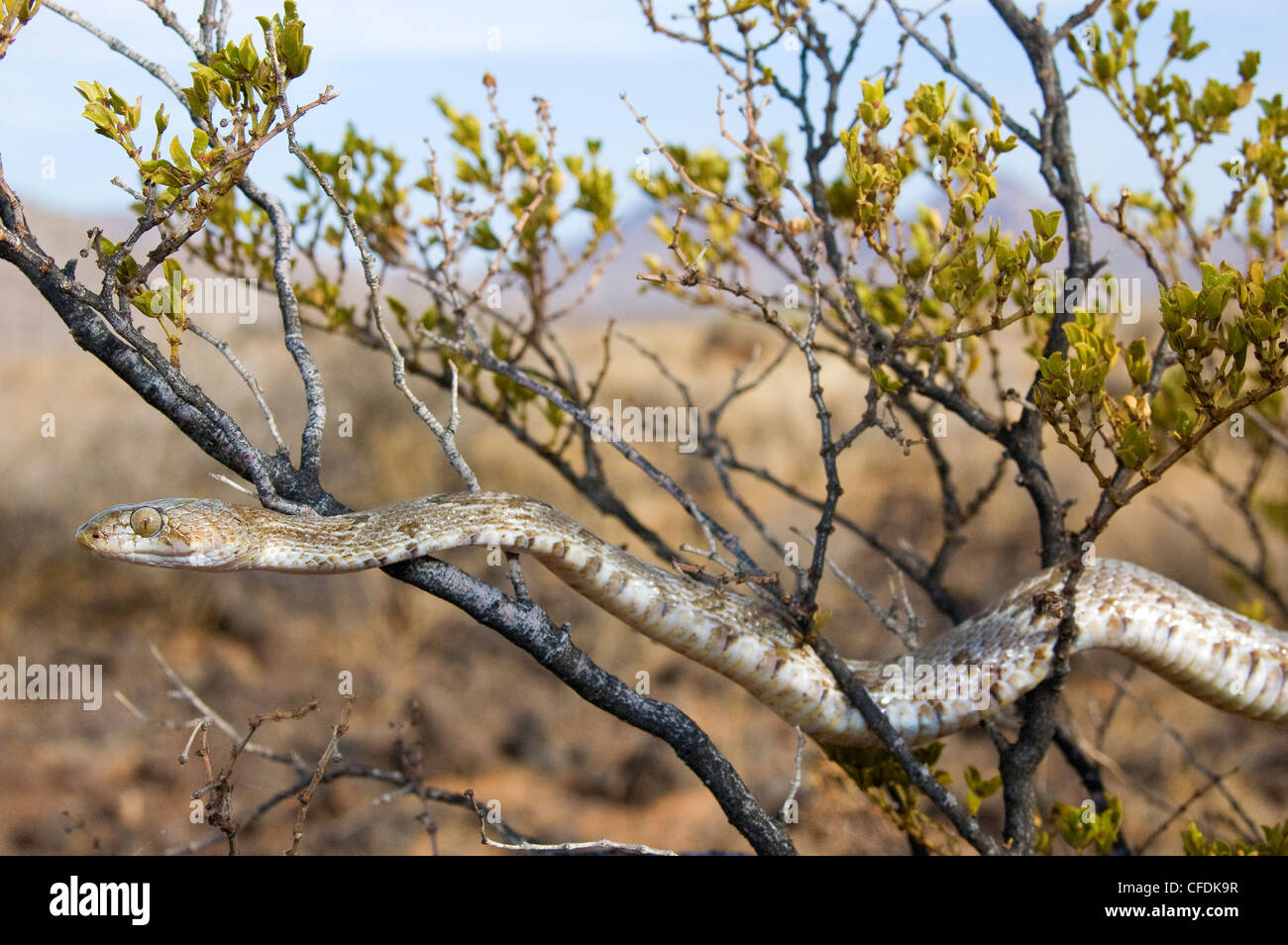 Westlichen Leier Schlange Trimorphodon biscutatus Stockfoto
