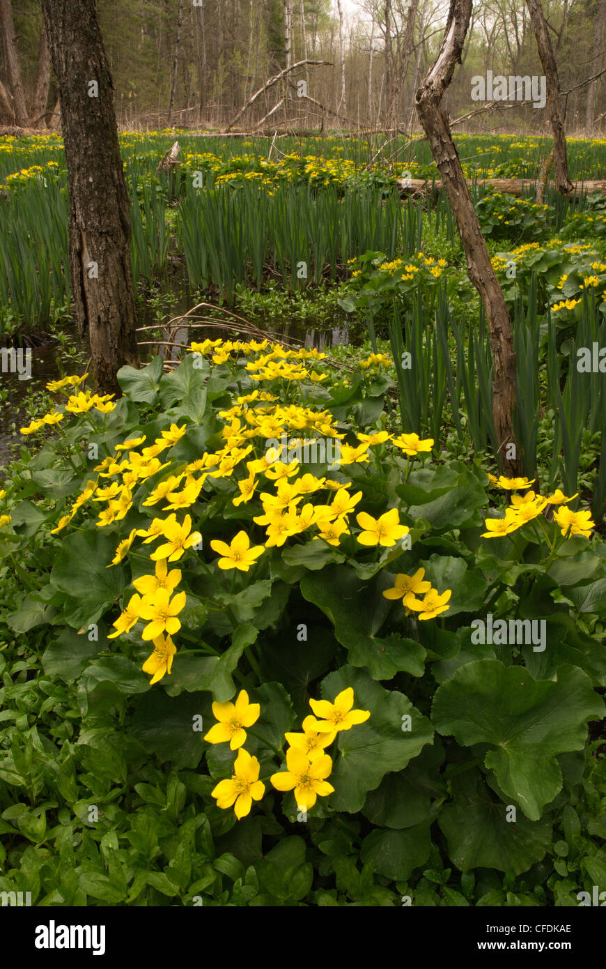 König-Cup (Caltha Palustris), Orillia, Simcoe County, Ontario, Kanada Stockfoto