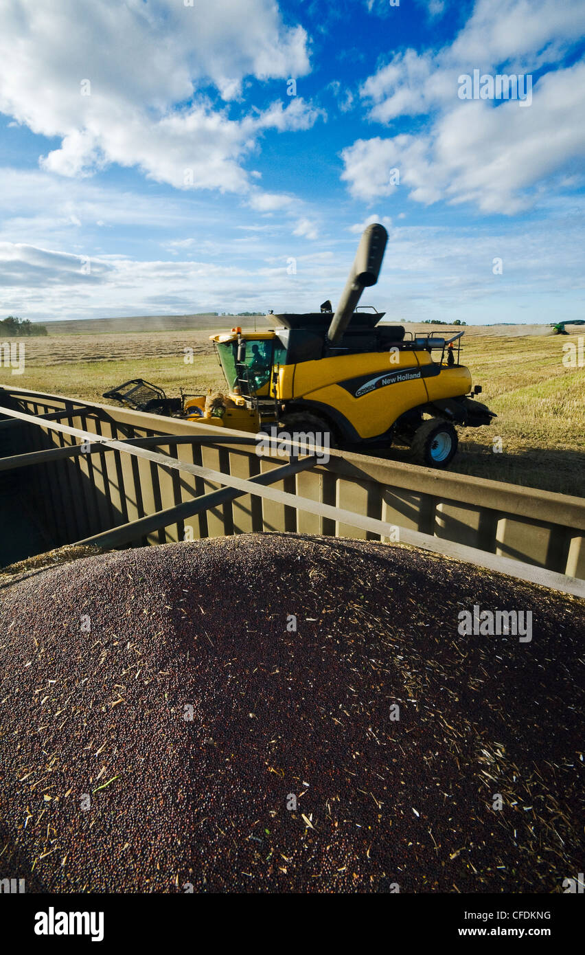 Ein Ombine Harvester und teilbeladene Bauernhof LKW in einem Raps-Feld in der Nähe von Somerset, Manitoba, Kanada Stockfoto