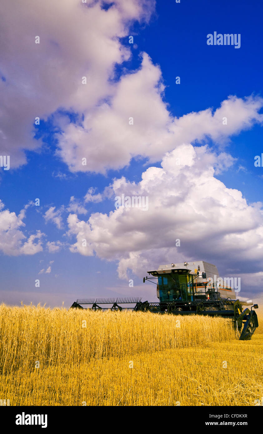 Kombinieren Sie Harvester Works Feld Winterweizen Stockfoto