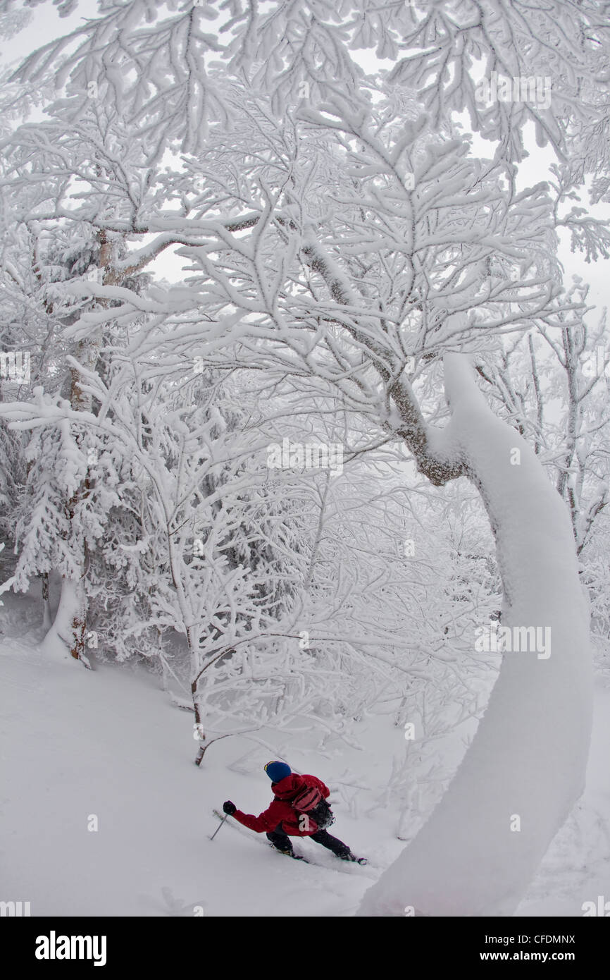 Einen Mann Skitouren Amoungst schneebedeckten Harthölzer, JayPeak Hinterland, Vermont, Vereinigte Staaten von Amerika Stockfoto