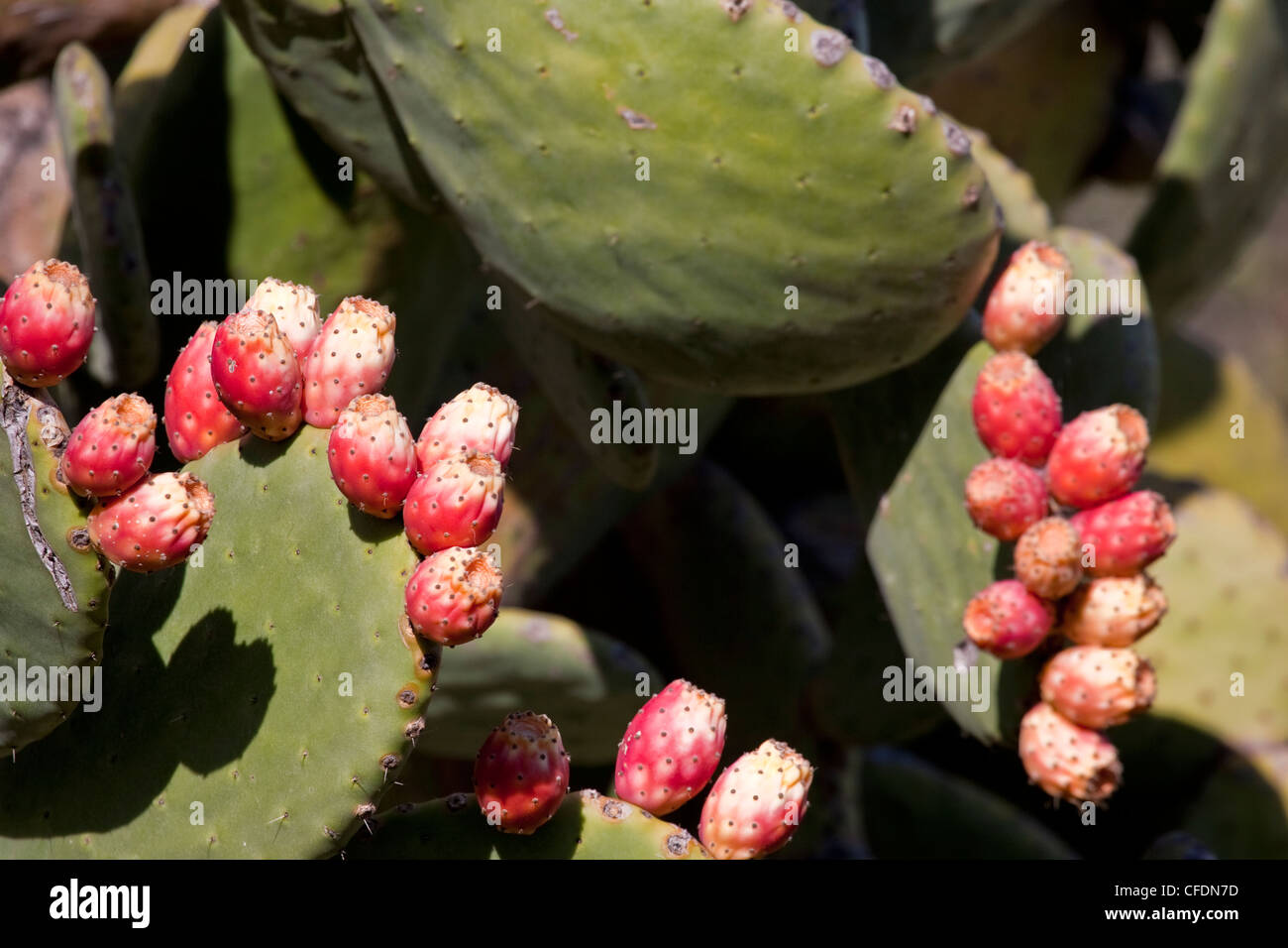 Kaktus mit Obst, Costa Blanca, Spanien. Stockfoto