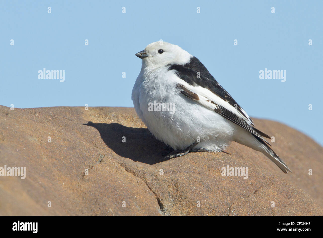 Snow Bunting (Plectrophenax Nivalis) thront auf einem Felsen in Churchill, Manitoba, Kanada. Stockfoto