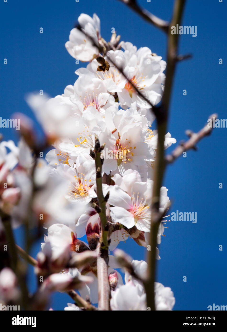 Mandelblüte auf Baum mit blauen Himmel dahinter. Costa Blanca, Spanien. Stockfoto