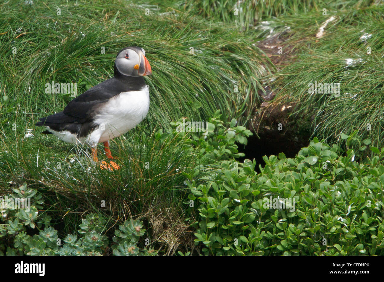 Papageitaucher (Fratercula Arctica) thront auf einem Felsen in der Nähe seiner Nest Burrow vor Neufundland, Kanada. Stockfoto