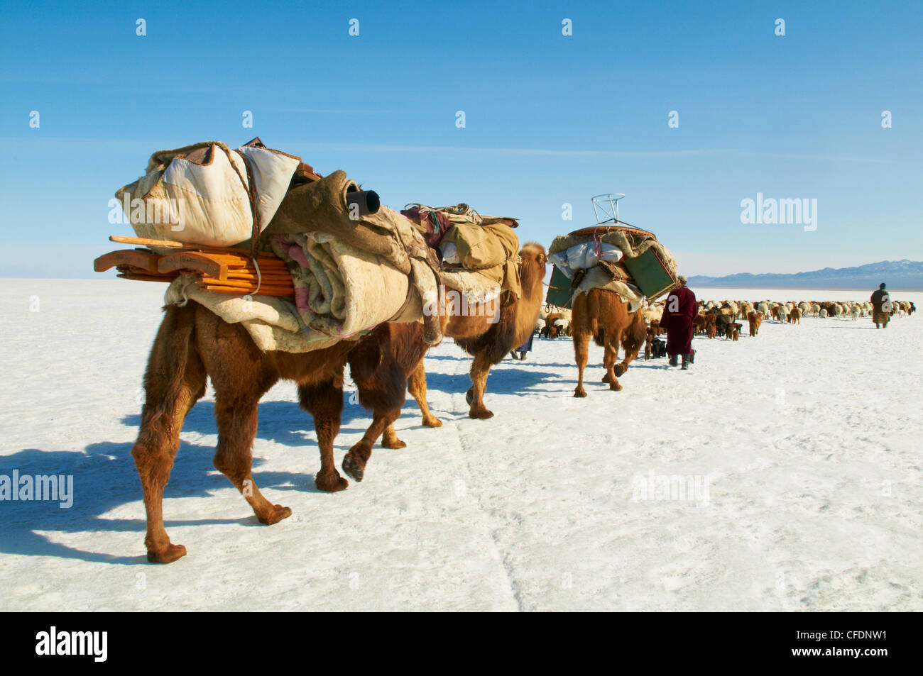 Nomadische Transhumanz mit Bactrian Kamele im Schnee bedeckt, Landschaft, Provinz Khovd, Mongolei, Zentral-Asien, Asien Stockfoto
