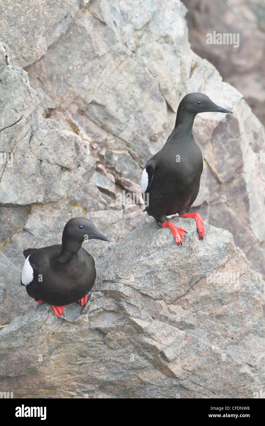 Black Guillemot (Cepphus Grylle) thront auf einem Felsen vor Neufundland, Kanada. Stockfoto