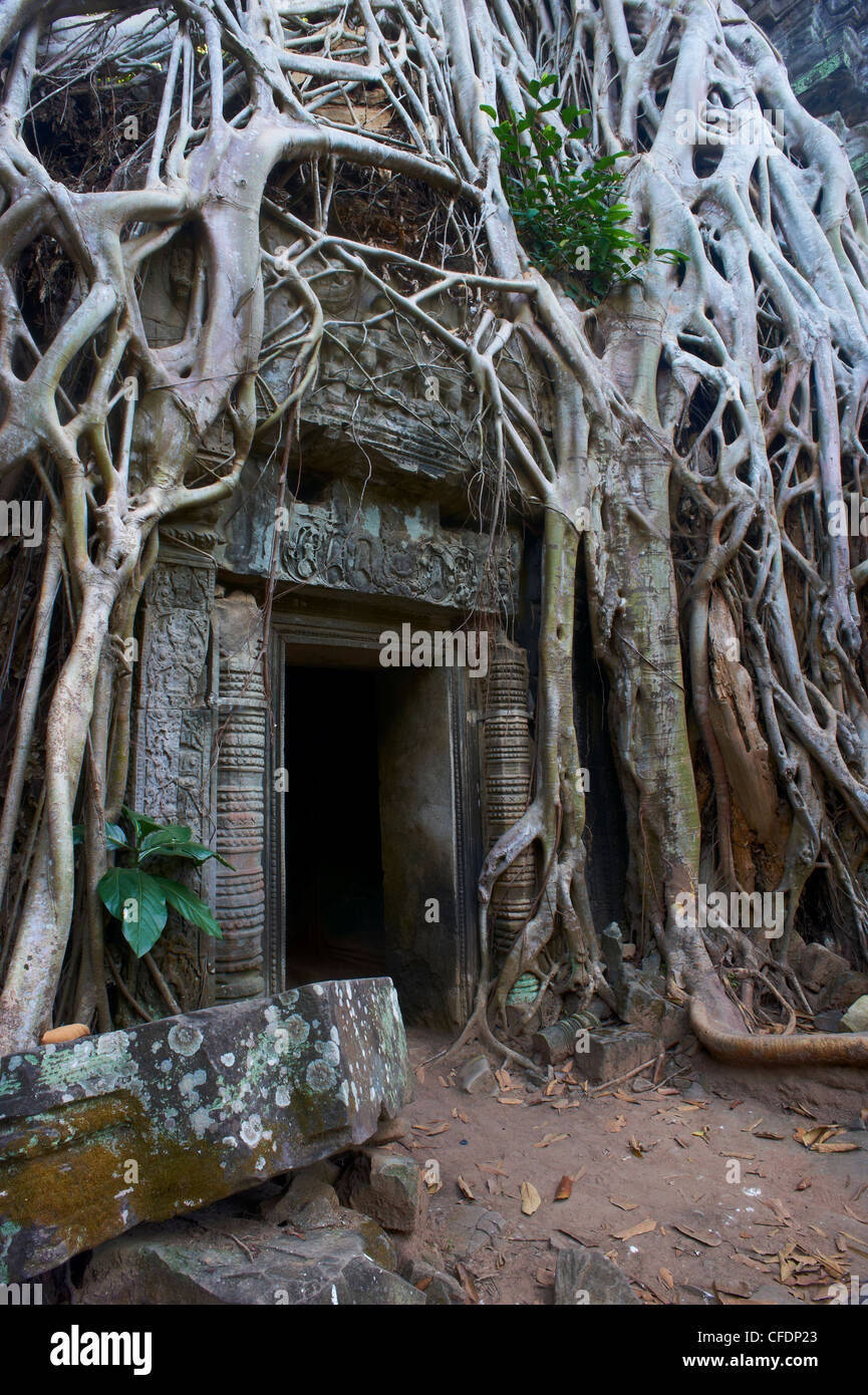 Baum Wurzeln, um Eingang in Ta Prohm Tempel erbaut 1186 von König Jayavarman VII, Siem Reap, Angkor, Kambodscha Stockfoto