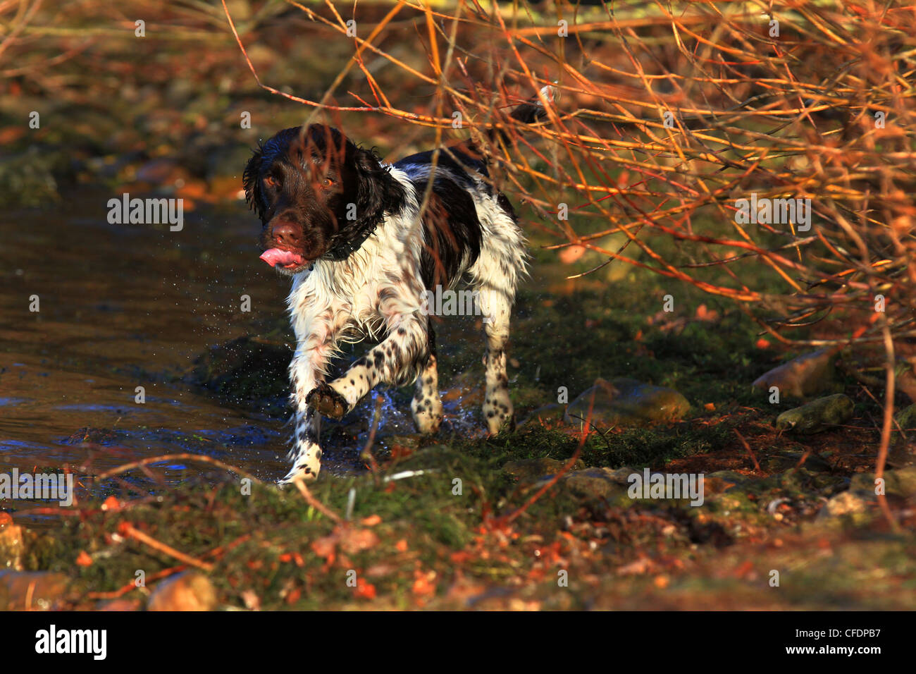 Englisch Springer Spaniel, braun und Leber, braun und weiß, Hund, Gun Dog, energisch, aktiv, hart, Feldarbeit, wachsam eifrig, gut aussehend, Haustier Stockfoto