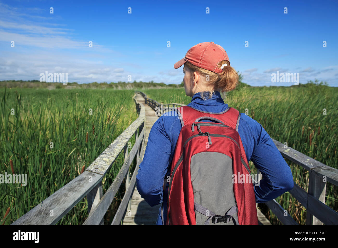 Frau Wandern auf Holzsteg in Grassy Narrows Marsh. Hecla Island Provincial Park, Manitoba, Kanada. Stockfoto