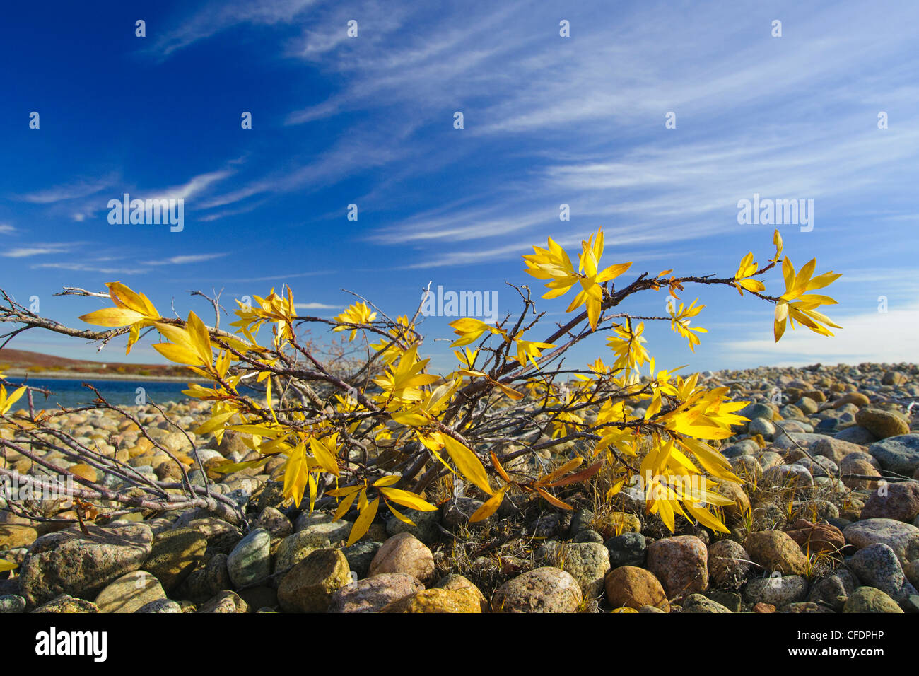 Arktische Weide (Salix Spp) Barrenlands, zentrale Nordwest-Territorien, arktischen Kanada Stockfoto