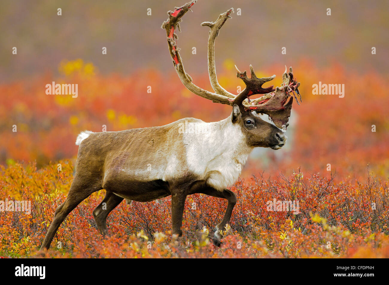 Barrenground Caribous Bull (Rangifer Tarandus), Barrenlands, zentrale Nordwest-Territorien, arktischen Kanada Stockfoto