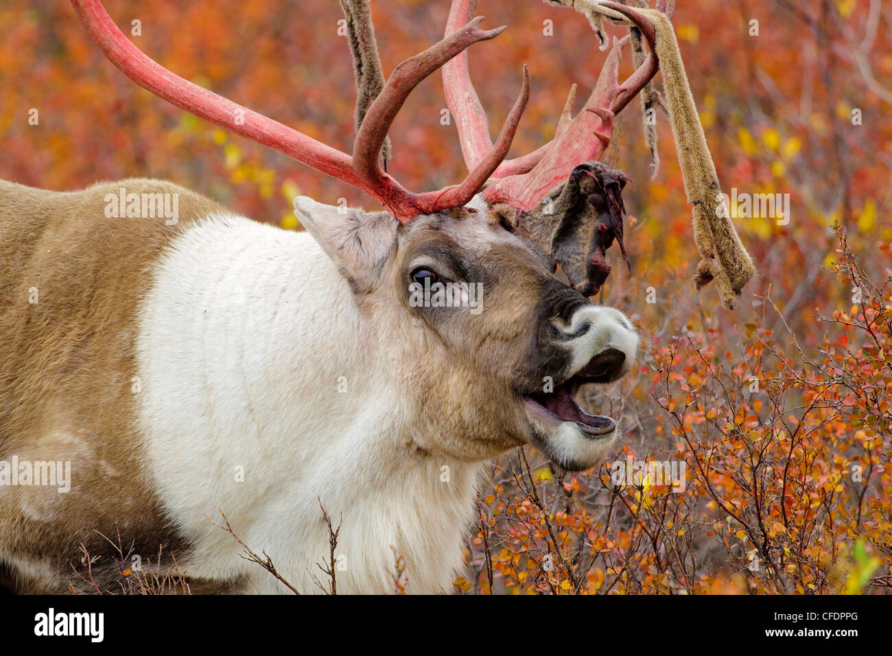 Barrenground Caribous Stier Rangifer tarandus Stockfoto