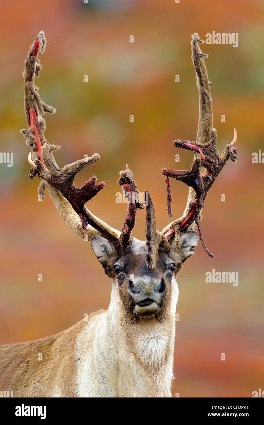 Barrenground Caribous Stier Rangifer tarandus Stockfoto