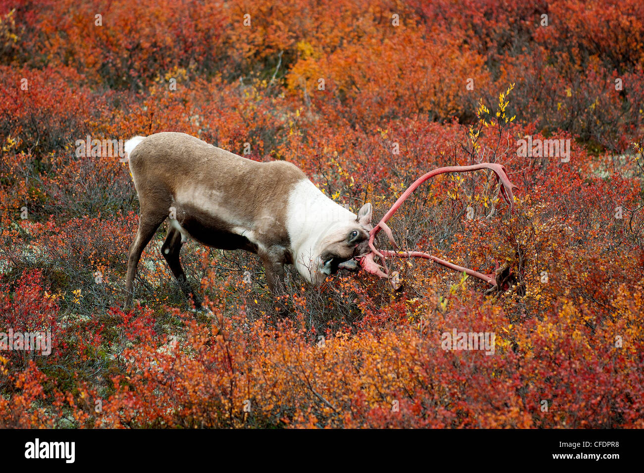 Barrenground Caribous Stier Rangifer tarandus Stockfoto