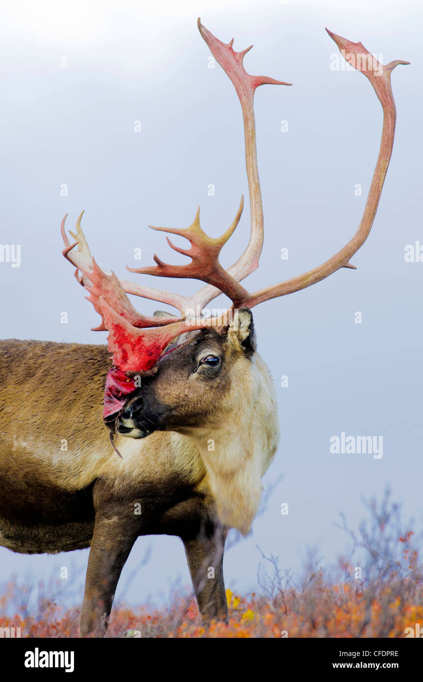 Barrenground Caribous Stier Rangifer tarandus Stockfoto