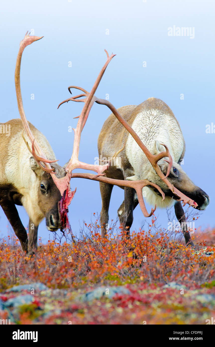 Barrenground Caribous Bullen Rangifer tarandus Stockfoto