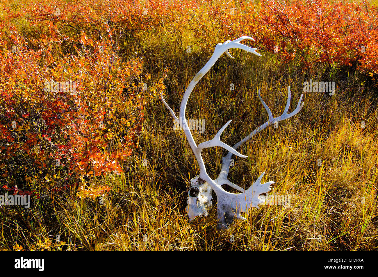 Caribou Geweih (Rangifer Tarandus) auf Herbst Tundra, Barrenlands, zentrale Nordwest-Territorien, arktischen Kanada Stockfoto