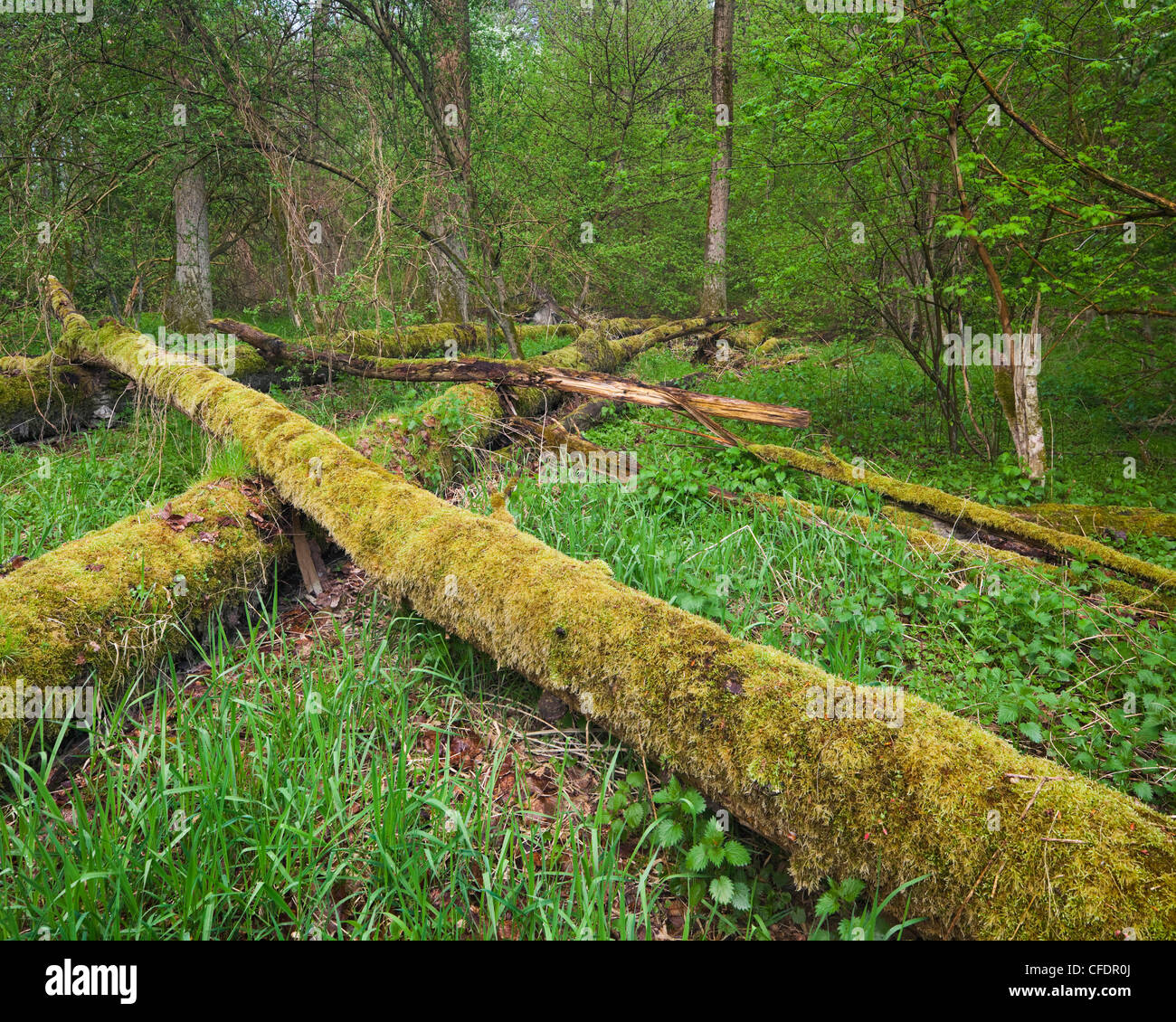 Gefallenen Bäumen bedeckt mit Moos, Danube-Auen-Nationalpark, Niederösterreich, Österreich Stockfoto