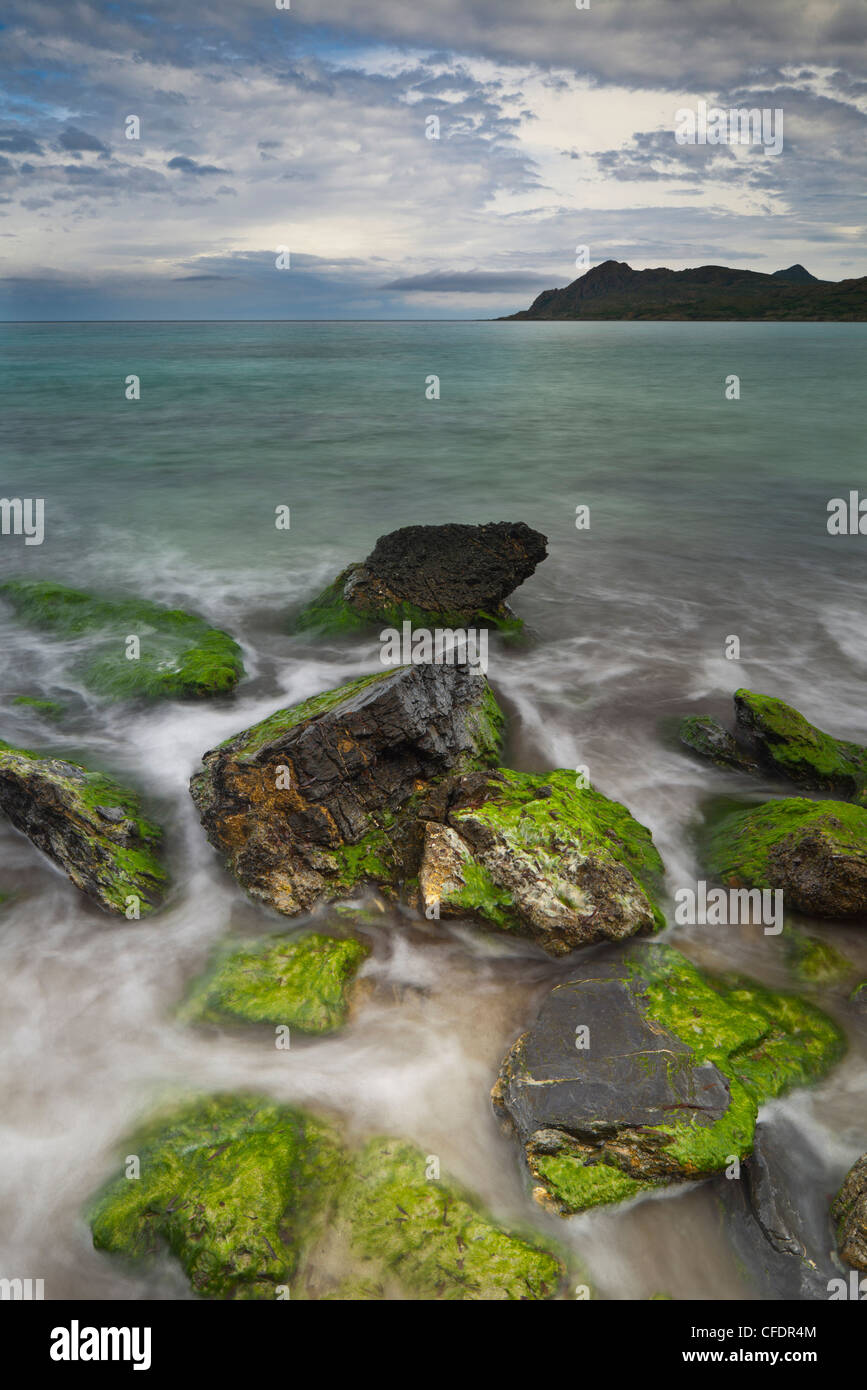 Felsen bedeckt mit Algen, Meer und Küstenlandschaft in der Nähe von Ogliastro, Haute-Corse, Korsika, Frankreich Stockfoto