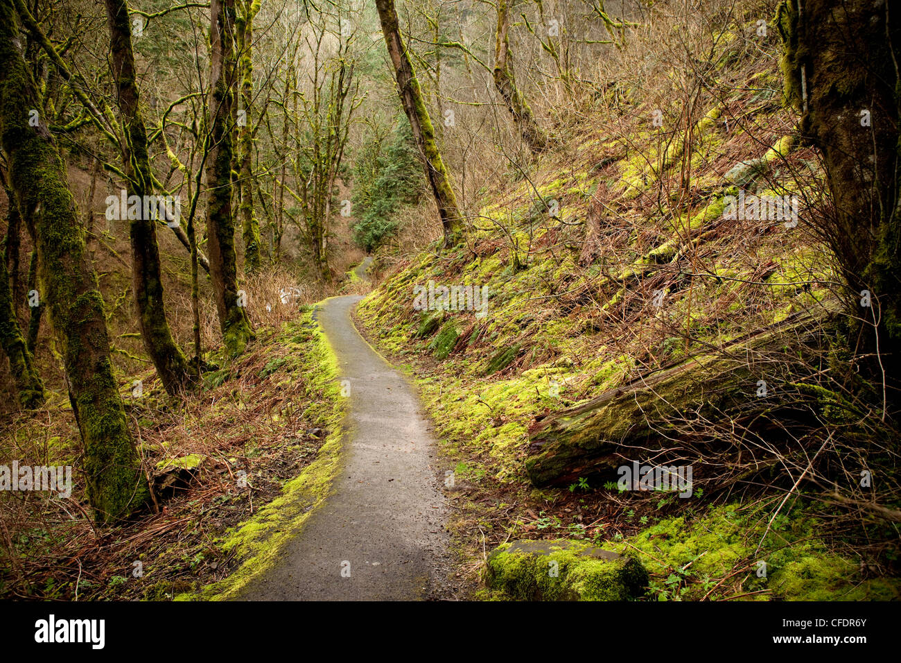 Pfad führt durch einen moosigen Wald. Stockfoto