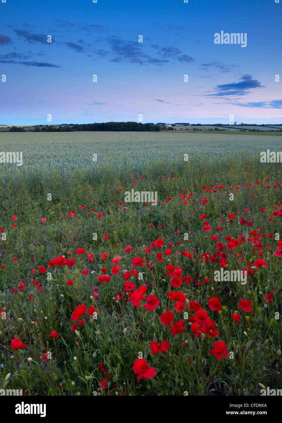 Sommer Twilight in Landschaft in der Nähe von Docking, Norfolk, England, Vereinigtes Königreich, Europa Stockfoto
