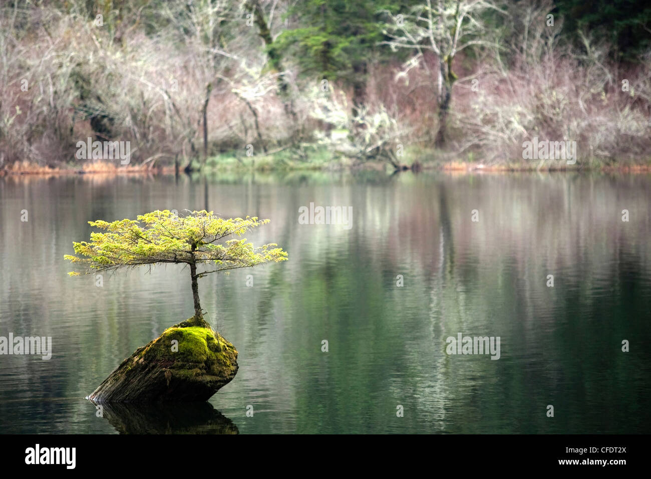 kleiner Baum Sprossen versunkenen Protokollbaum Fairy Lake Stockfoto