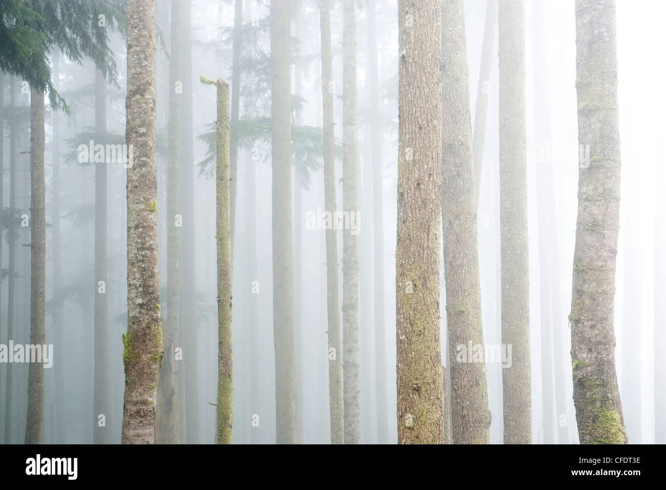 Nebel zieht Patch Altwachstum westlichen Hemlocktannen Stockfoto