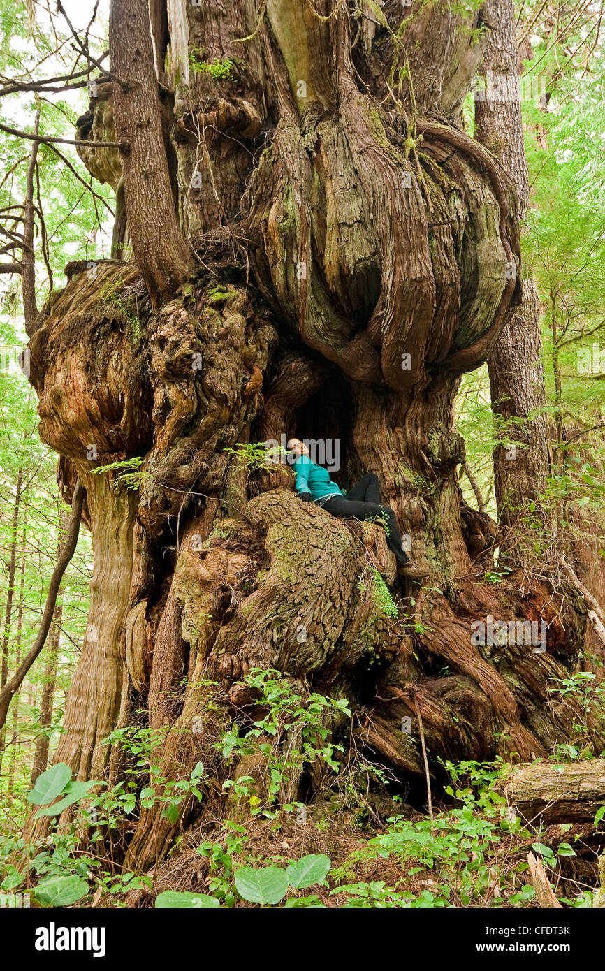 riesige Altwachstum western Redcedar Baum Stockfoto