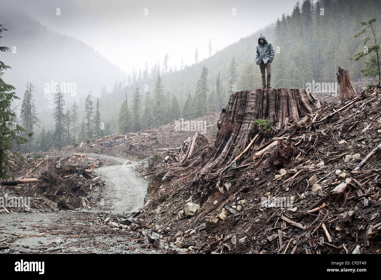 der Mensch steht western Redcedar Thujplicata stumpf Stockfoto