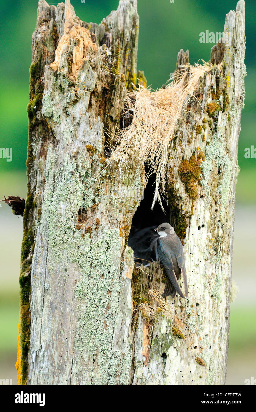 Ein Baum schlucken (Tachycineta bicolor) neigt dazu, sein Nest in einem hohlen Baum in Cowichan Bay, British Columbia, Kanada. Stockfoto