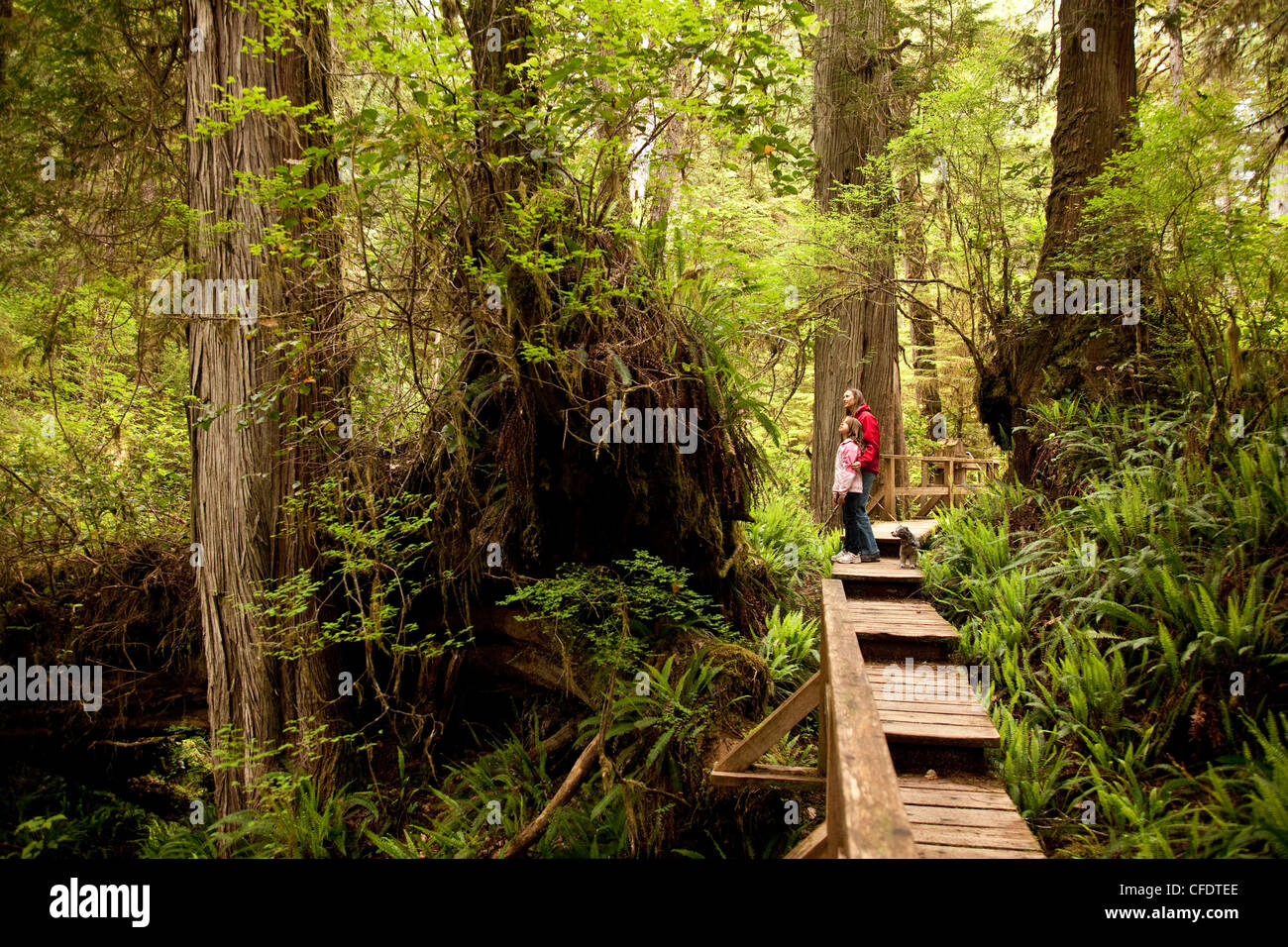 Mutter und Tochter Besuche Rainforst Trail, Pacific Rim National Park, in der Nähe von Tofino, BC, Kanada. Stockfoto