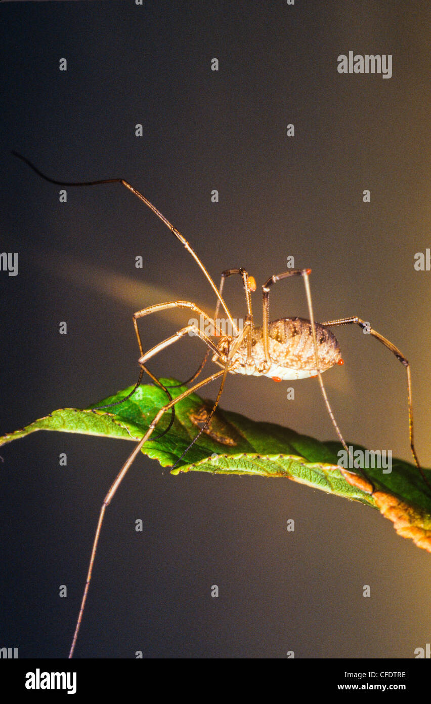 Nicht identifizierte Harvestman behandelt in Milben Stockfoto