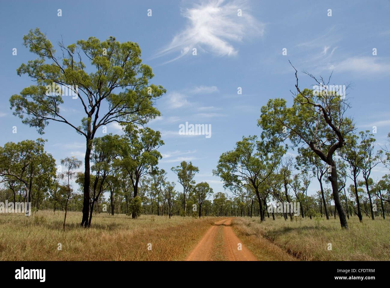 Offene Wälder, Undara Lava Tubes Nationalpark, Queensland, Australien, Pazifik Stockfoto