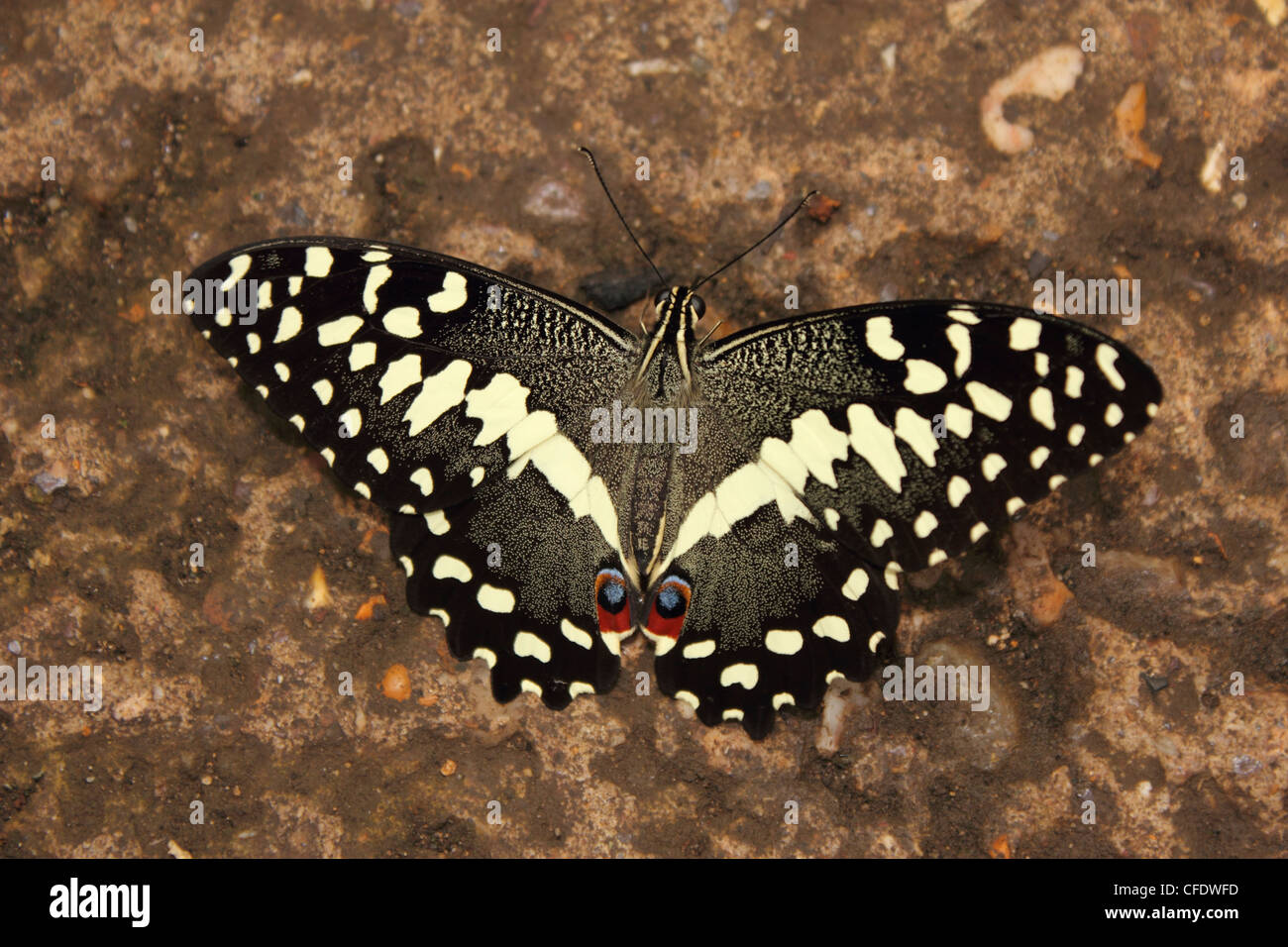 Kalk-Schwalbenschwanz-Schmetterling (Papilio Demoleus) Stockfoto
