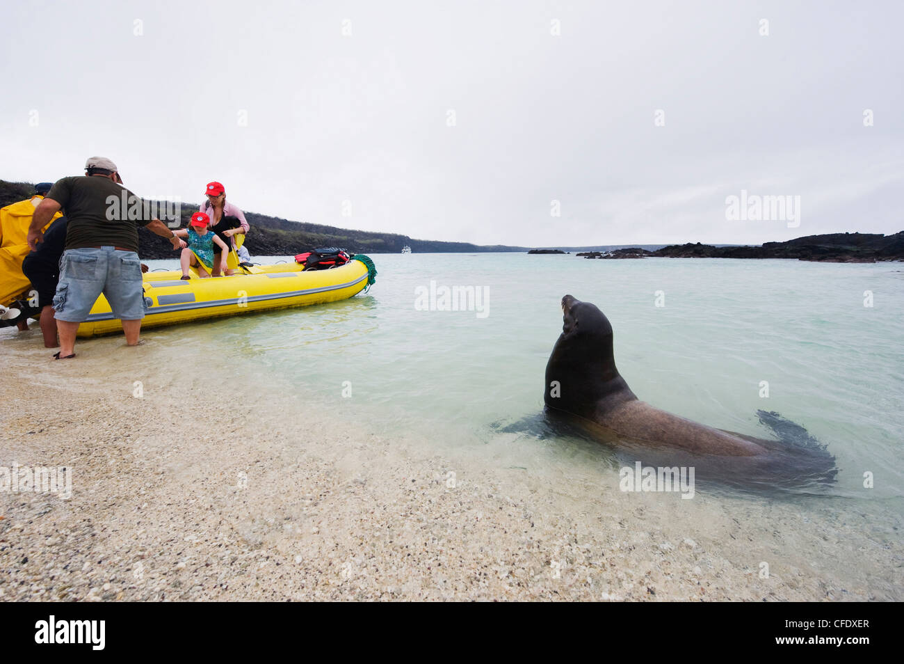 Seelöwe und touristischen Boot, Isla Genovesa, Galapagos-Inseln, UNESCO-Weltkulturerbe, Ecuador, Südamerika Stockfoto