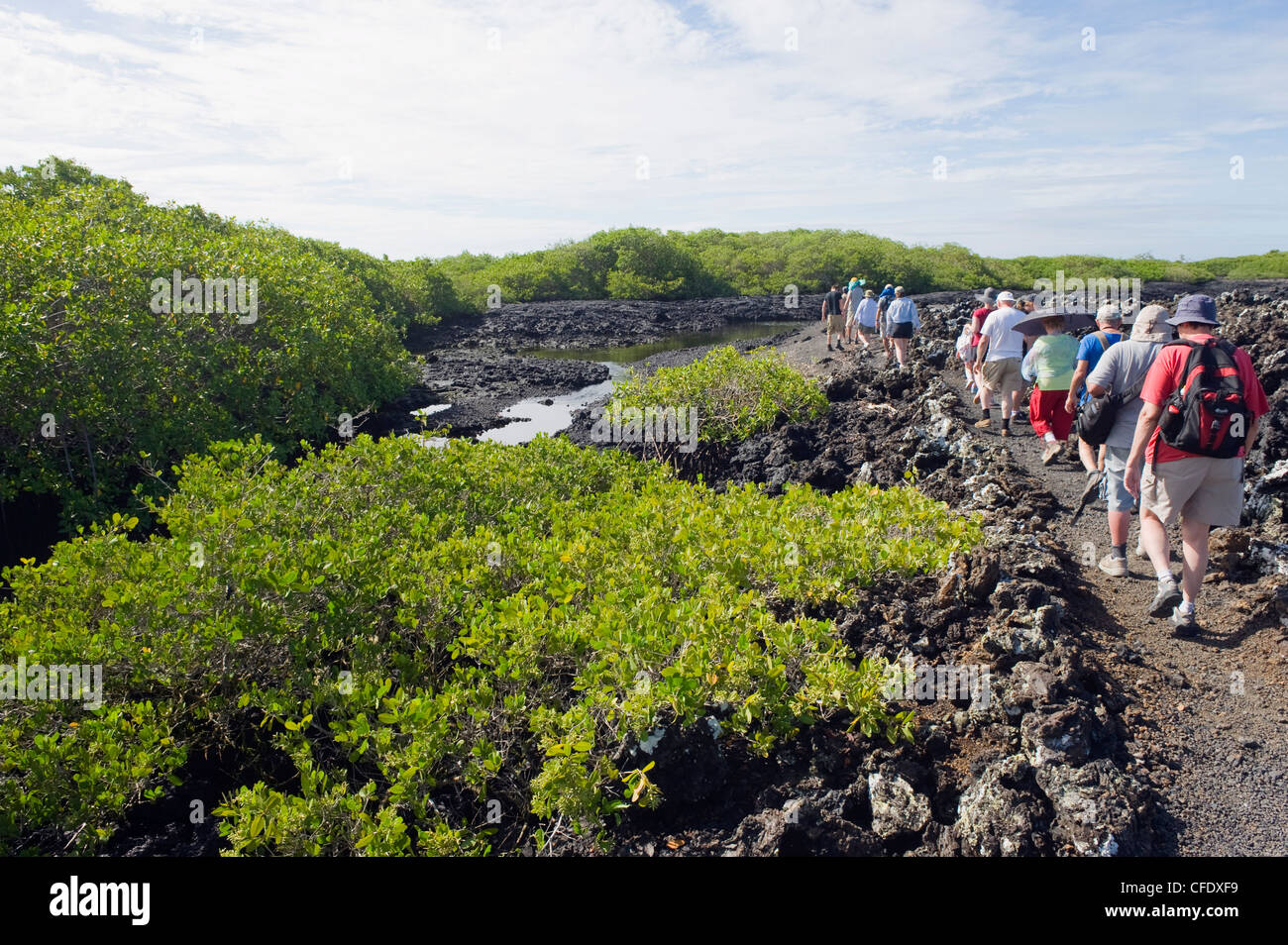 Touristen auf eine walking-tour in die Lavafelder am Tintoreras, Isla Isabela, Galapagos-Inseln, Ecuador Stockfoto