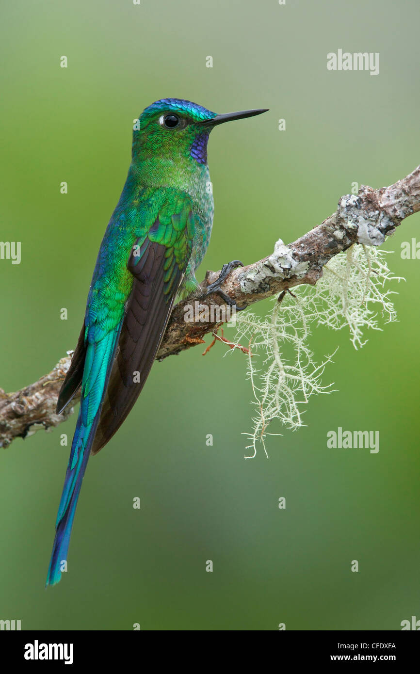 Long-tailed Sylph (Aglaiocercus Kingi) thront auf einem Ast in Peru. Stockfoto