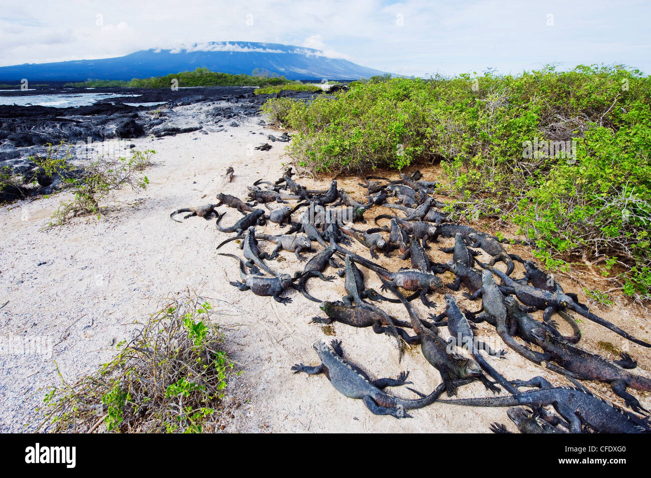 Meerechsen (Amblyrhynchus Cristatus), Isla Isabela, Galapagos-Inseln, UNESCO World Heritage Site, Ecuador, Südamerika Stockfoto