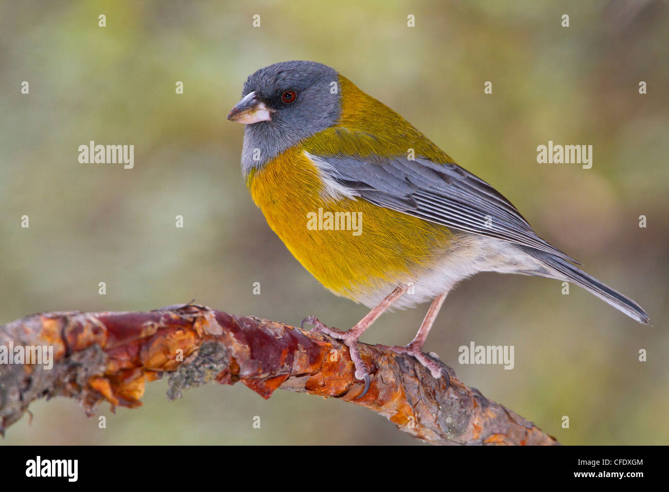 Peruanischen Sierra-Fink (Phrygilus Punensis) thront auf einem Ast in Peru. Stockfoto