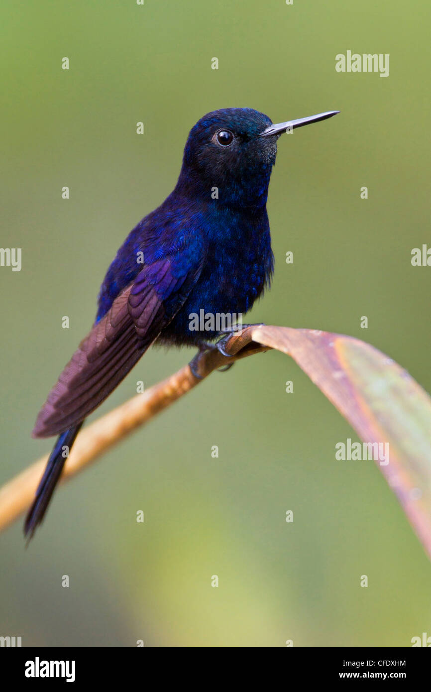 Königliche Sunangel (Heliangelus Regalis) thront auf einem Ast in Peru. Stockfoto