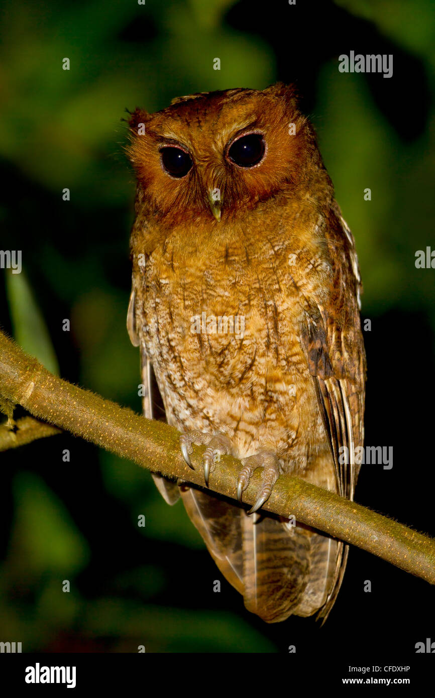 Rufescent Kreischeule (Megascops Ingens) thront auf einem Ast in Peru. Stockfoto