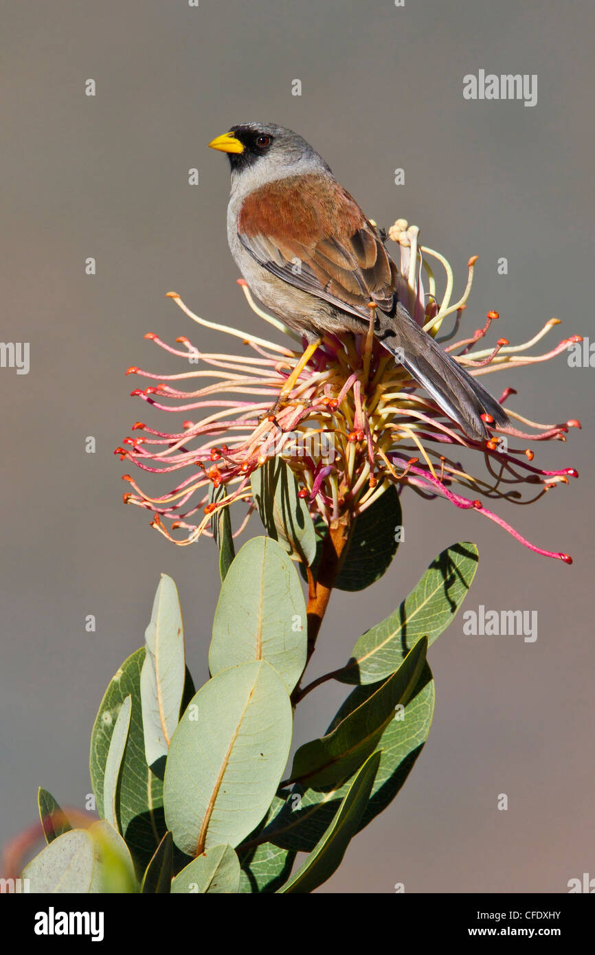 Rufous-backed Inka-Fink (Incaspiza Personata) thront auf einem Ast in Peru. Stockfoto