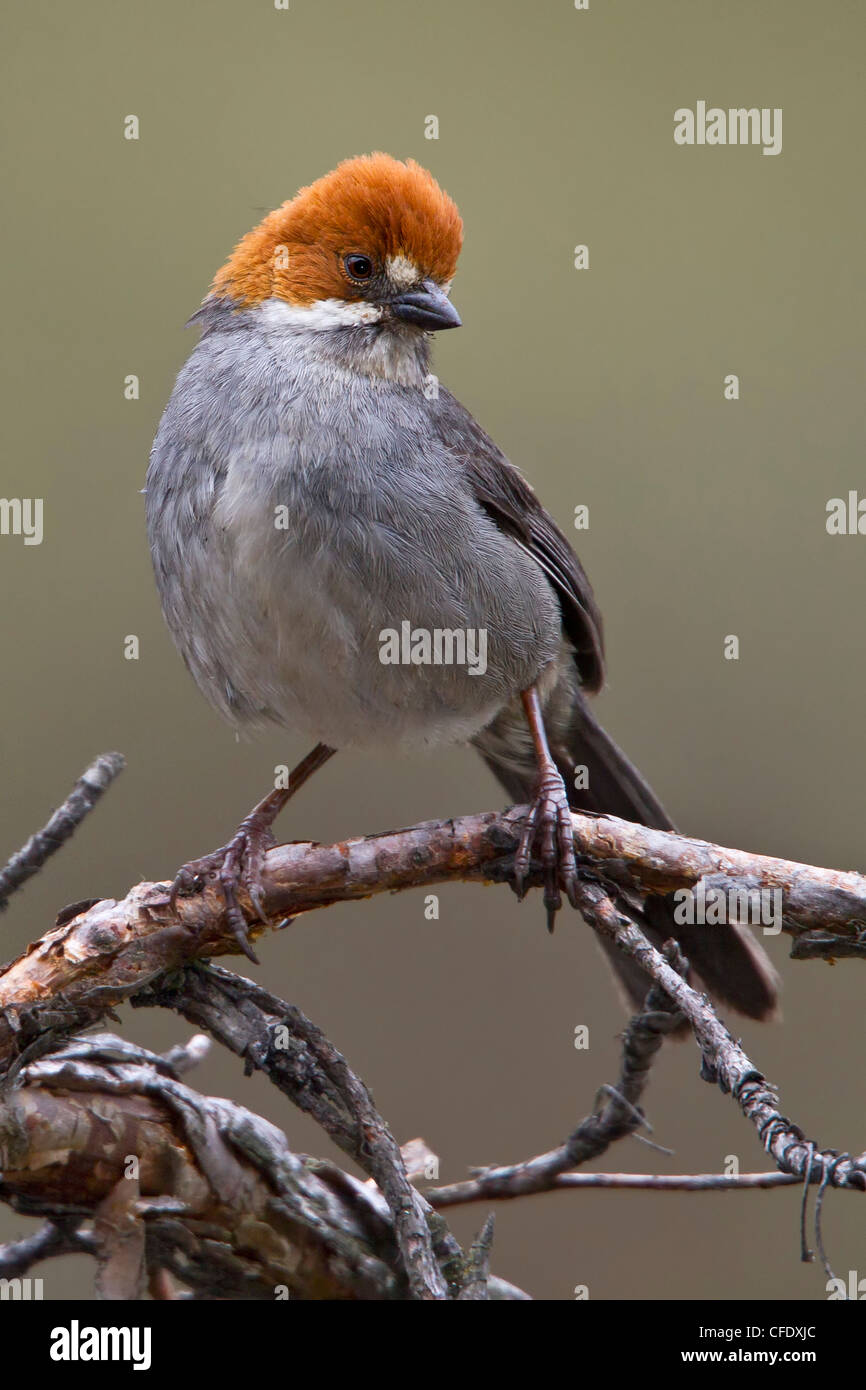Rufous-Schmuckschildkröte Pinsel Finch (Atlapetes Rufigenis) thront auf einem Ast in Peru. Stockfoto