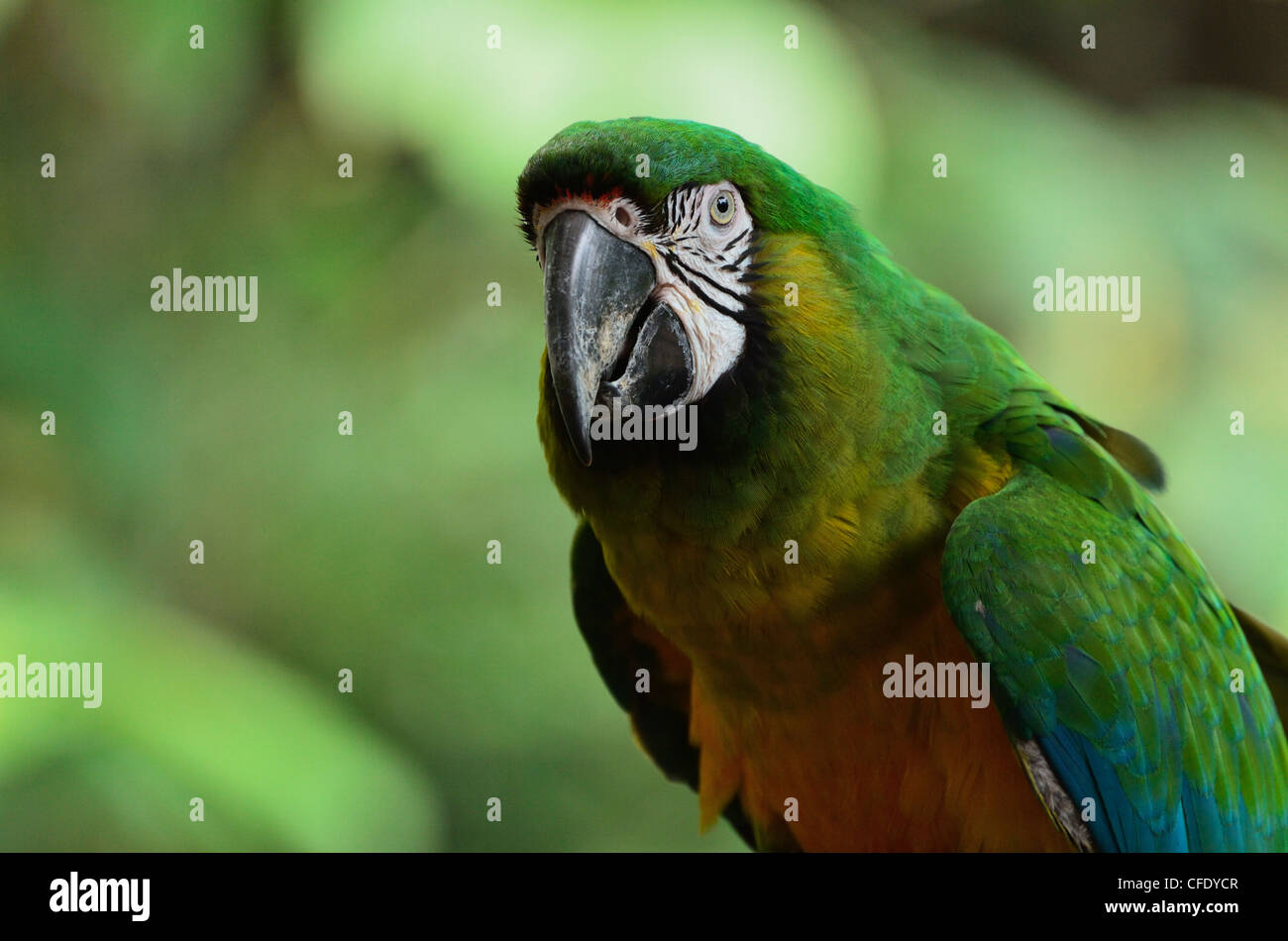 Porträt von Ara, Lok Kawi Wildlife Park, Sabah, Borneo, Malaysia, Asien Stockfoto