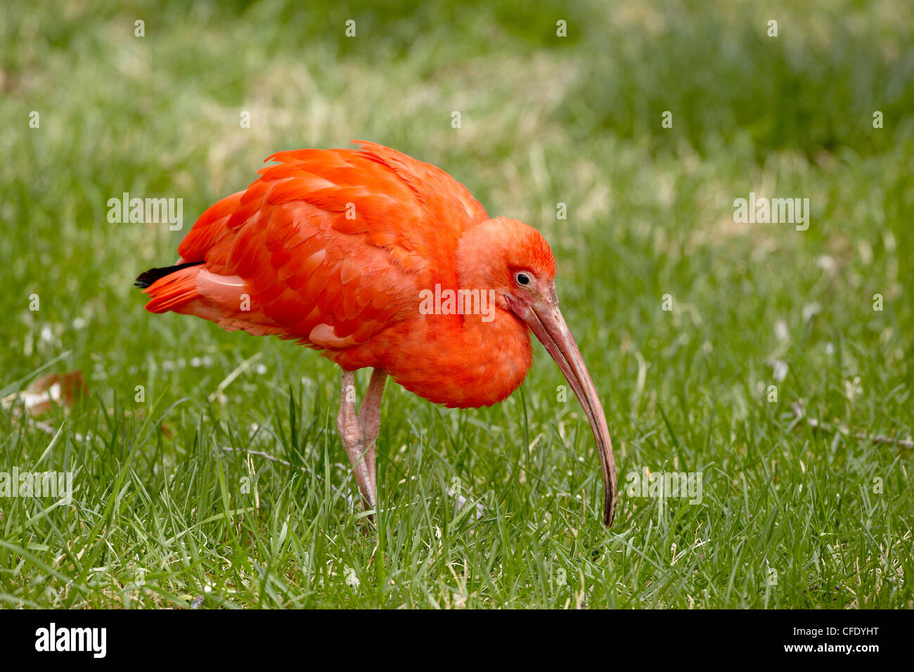 Scarlet Ibis (Eudocimus Ruber) in Gefangenschaft, Rio Grande Zoo, Albuquerque Biological Park, Albuquerque, New Mexico, USA Stockfoto