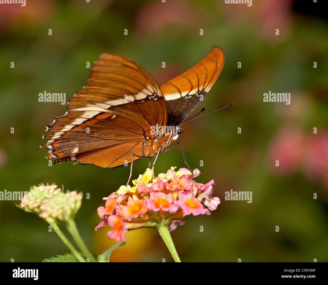 Braun Siproeta (braune Seite Schmetterling) in Gefangenschaft, Butterfly World und Gärten, Coombs, British Columbia, Kanada Stockfoto