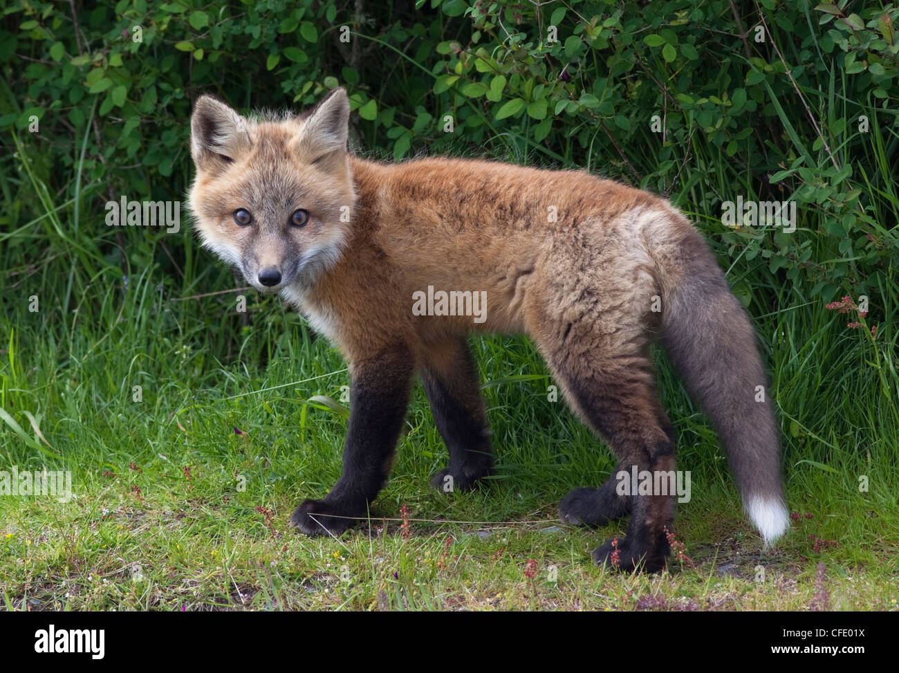 Wild Red Fox Kit Vulpes Vulpes San Juan Island Stockfoto